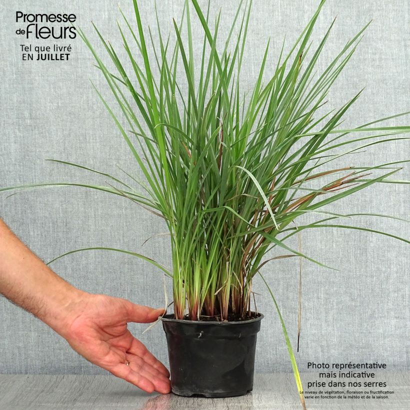 Dianella revoluta Coolvista 8/9 cm pot sample as delivered in summer
