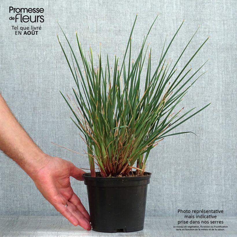 Dianella revoluta Little Rev 2L/3L pot sample as delivered in summer
