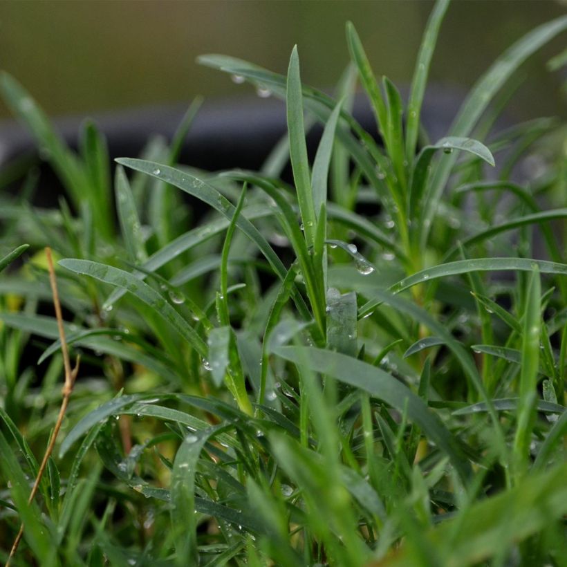 Dianthus arenarius (Foliage)