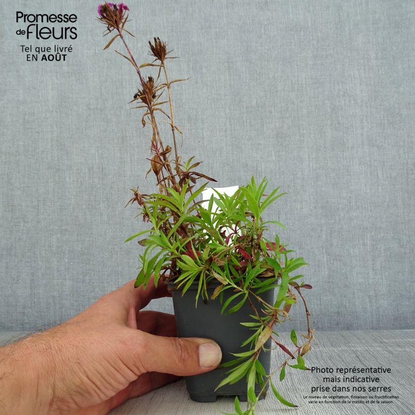 Dianthus barbatus Oeschberg 8/9 cm pot sample as delivered in summer