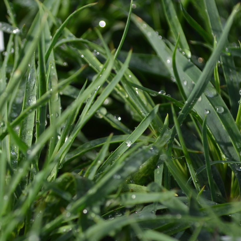 Dianthus carthusianorum (Foliage)