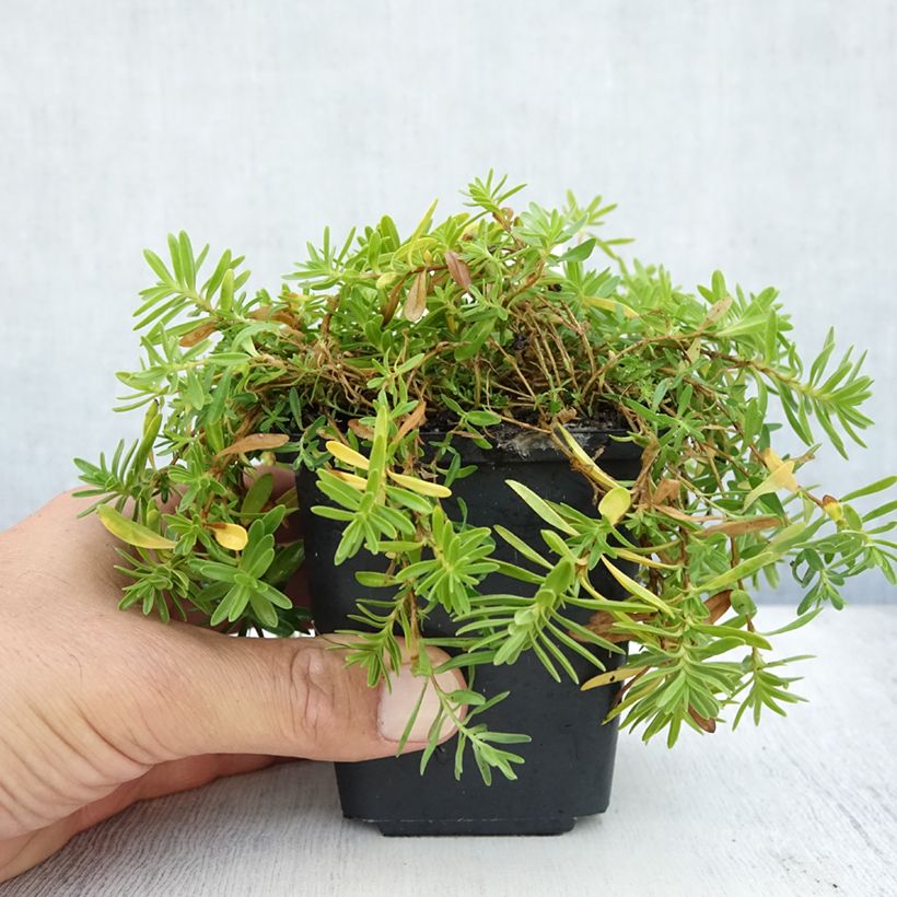 Dianthus deltoides Albiflorus 8/9 cm pot sample as delivered in summer