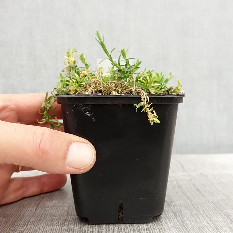 Dianthus deltoides Arctic Fire sample as delivered in spring