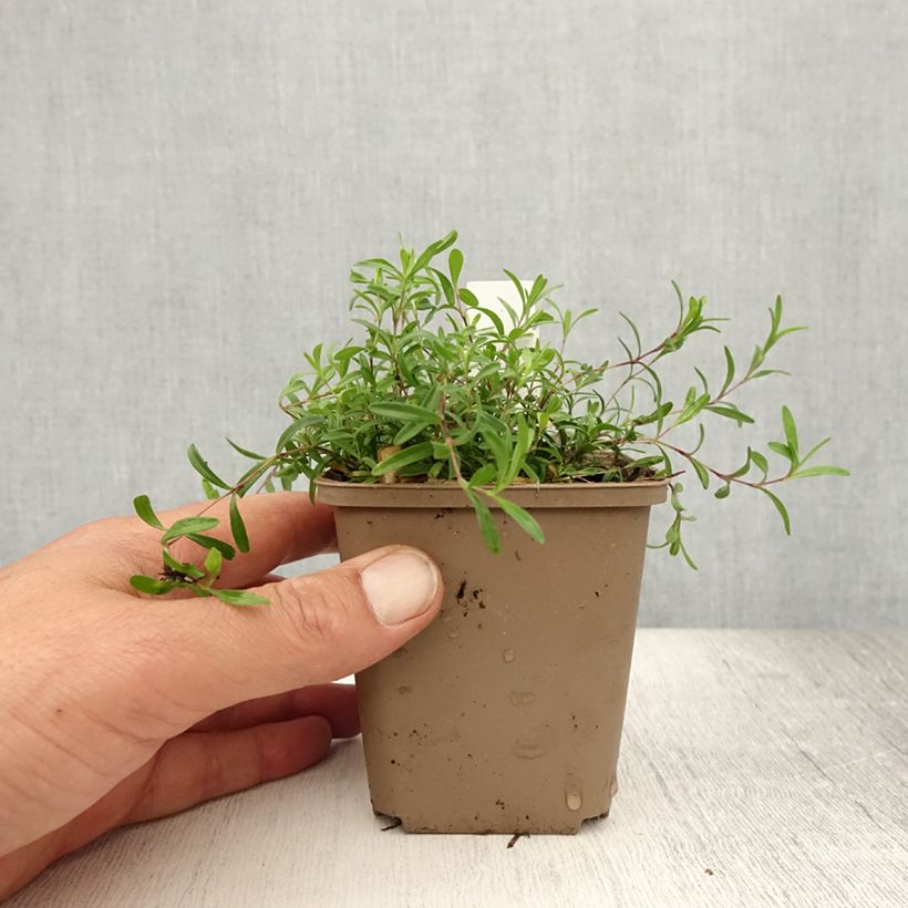 Dianthus deltoides Flashing Light 8/9 cm pot sample as delivered in summer