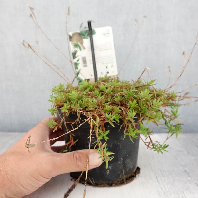 Dianthus deltoides 1.5L/2L pot sample as delivered in summer