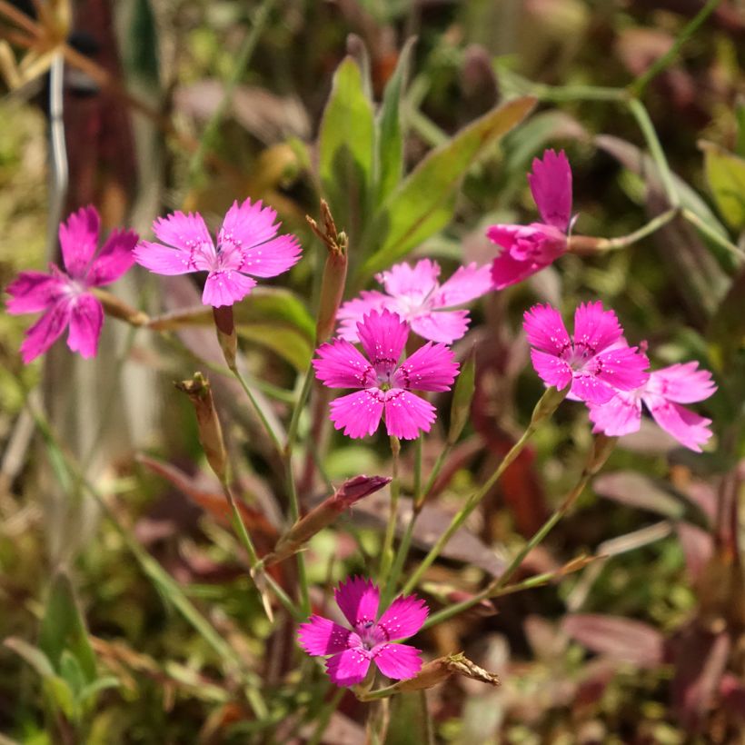 Dianthus deltoides (Flowering)
