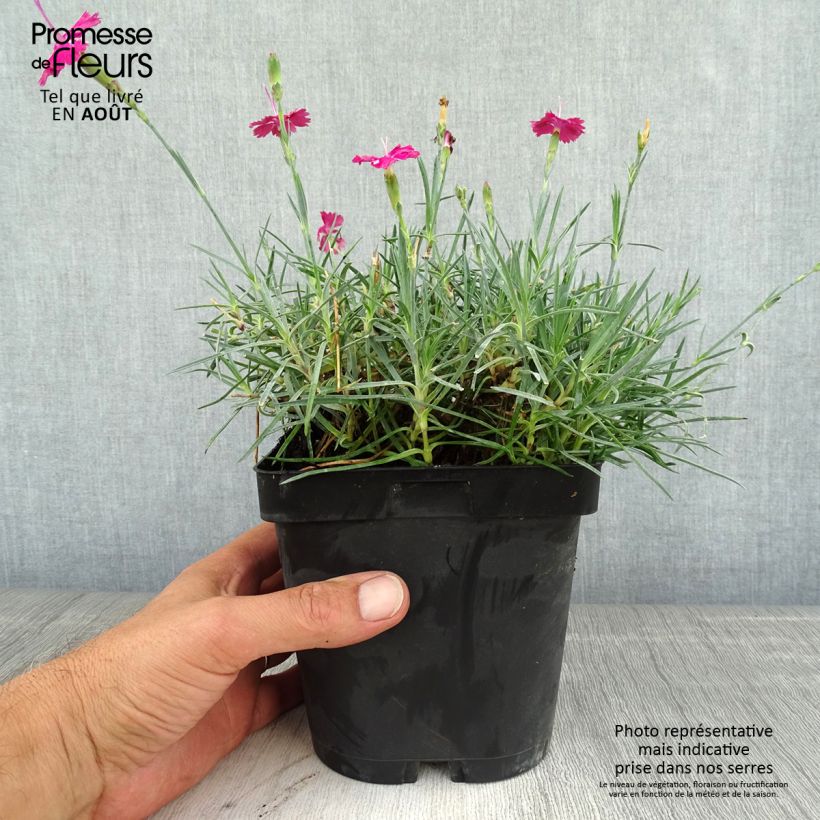 Dianthus gratianopolitanus Badenia 2L/3L pot sample as delivered in summer