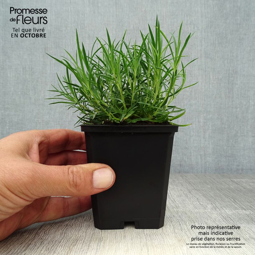 Dianthus gratianopolitanus Eydangeri 8/9 cm pot sample as delivered in autumn