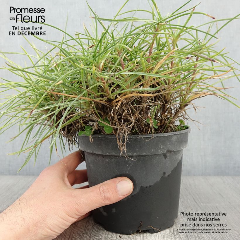 Dianthus plumarius Cranmere Pool - Oeillet mignardise Pot de 2L/3L sample as delivered in autumn