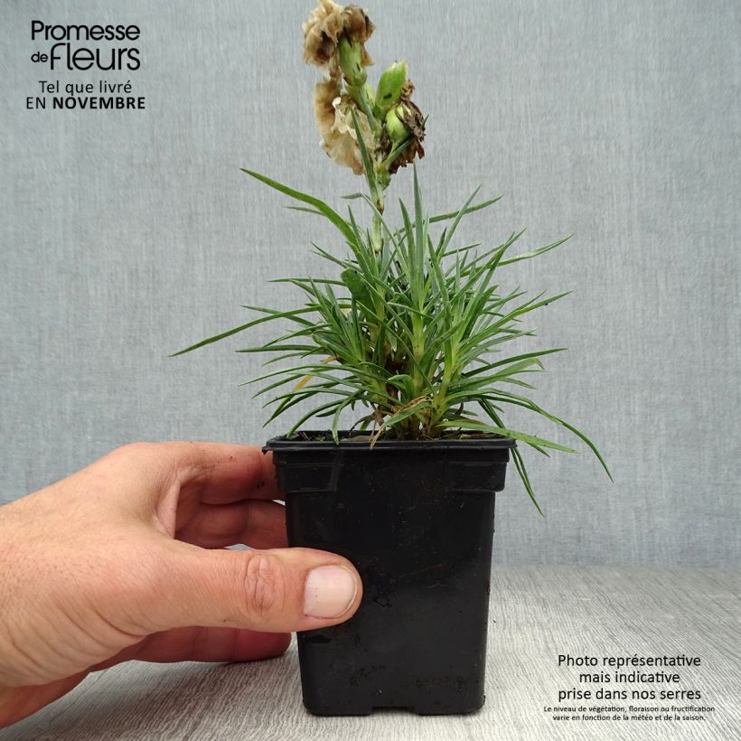 Dianthus plumarius Devon Dove 7/8 cm pot sample as delivered in autumn