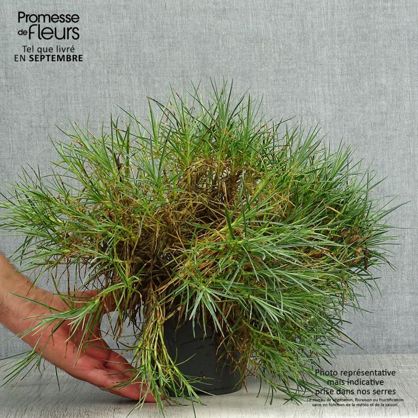Dianthus plumarius Moulin Rouge 2L/3L pot sample as delivered in summer