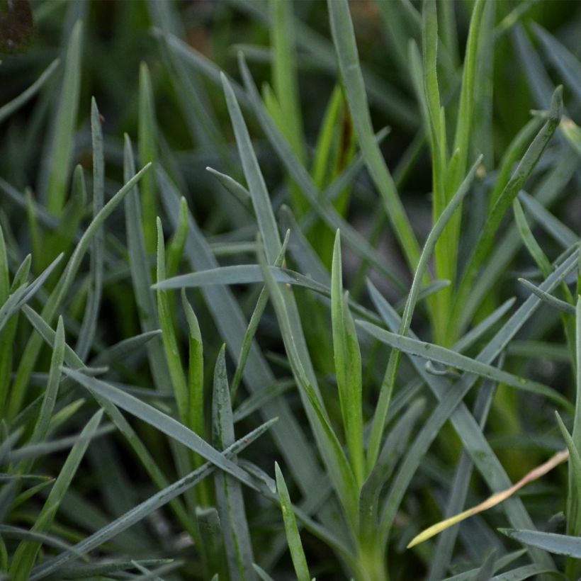 Dianthus plumarius Pikes Pink (Foliage)