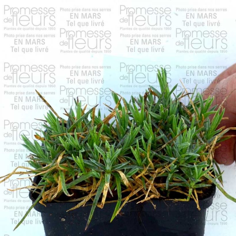 Example of Dianthus plumarius Pikes Pink 8/9 cm pot specimen as delivered