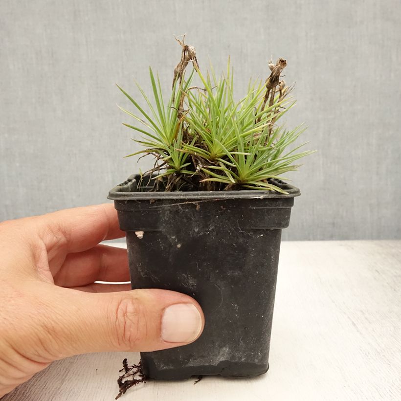 Dianthus plumarius Scent First Coconut Sundae 7/8 cm pot sample as delivered in summer