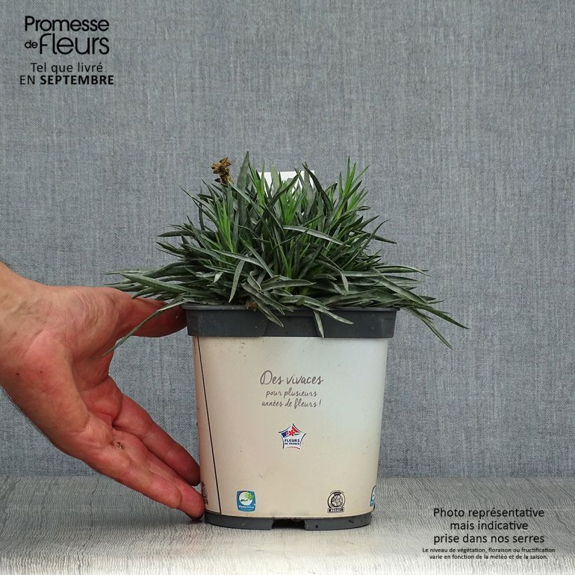 Dianthus plumarius Scent First Memories 2L/3L pot sample as delivered in autumn
