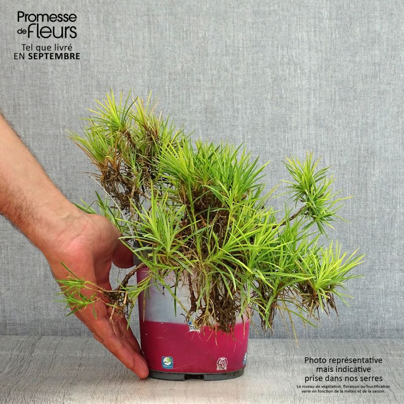 Dianthus plumarius Scent First Raspberry Sundae 2L/3L pot sample as delivered in summer