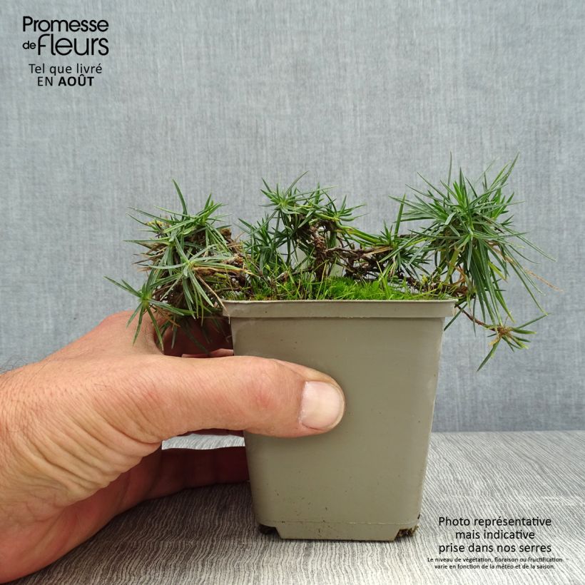 Dianthus spiculifolius 8/9 cm pot sample as delivered in summer