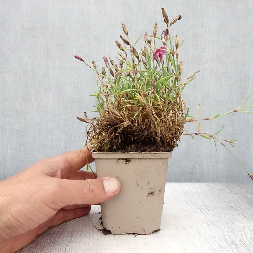 Dianthus Vivid Bright Light 8/9 cm pot sample as delivered in summer