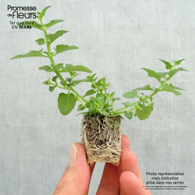 Diascia Breezee Plus Orange Plug plant 1.5/2.5 cm sample as delivered in spring