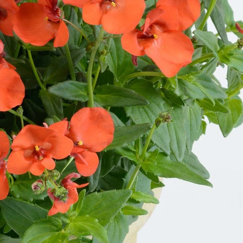 Diascia Breezee Plus Orange (Foliage)