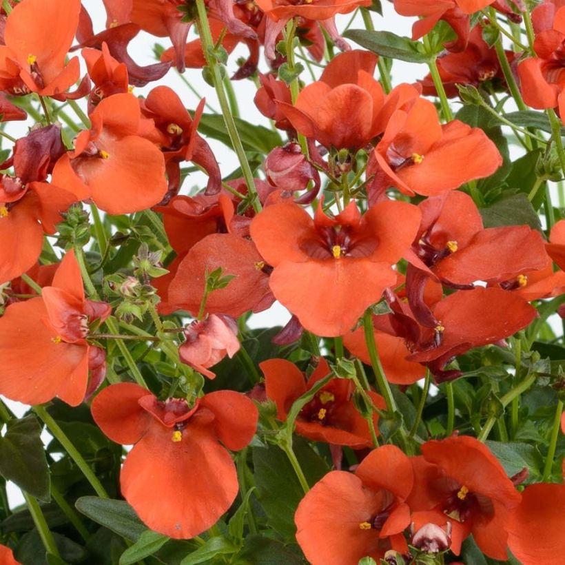 Diascia Breezee Plus Orange (Flowering)