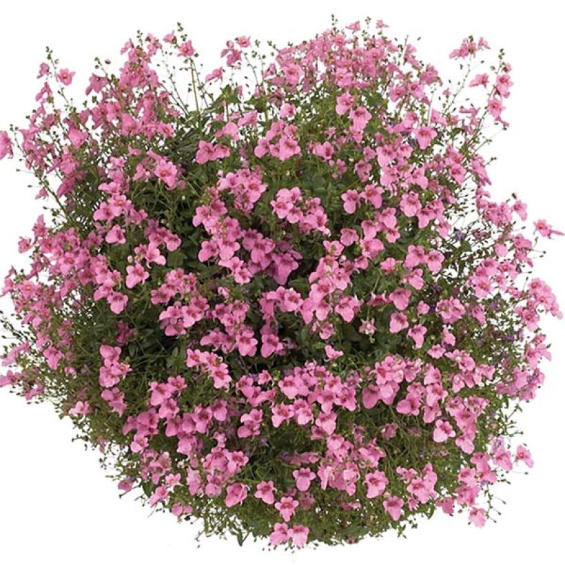 Diascia Breezee Plus Pink (Flowering)