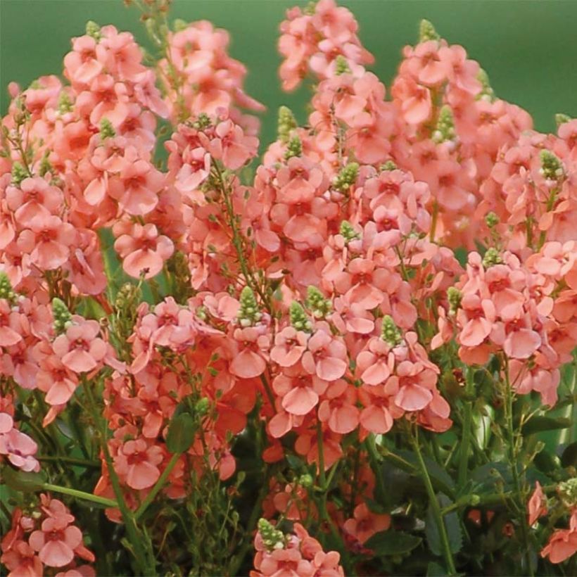 Diascia Sundascia Upright Peach - Twinspur Diascia (Flowering)