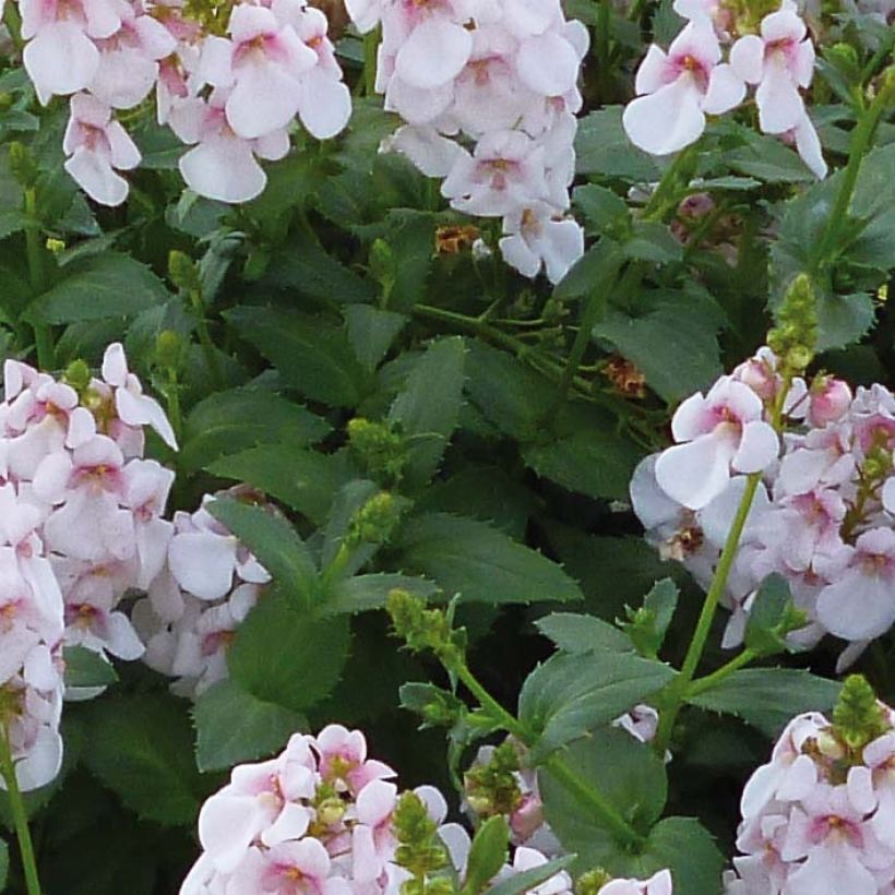 Diascia Sundascia Upright Sakura Pink - White Diascia with pink heart (Foliage)