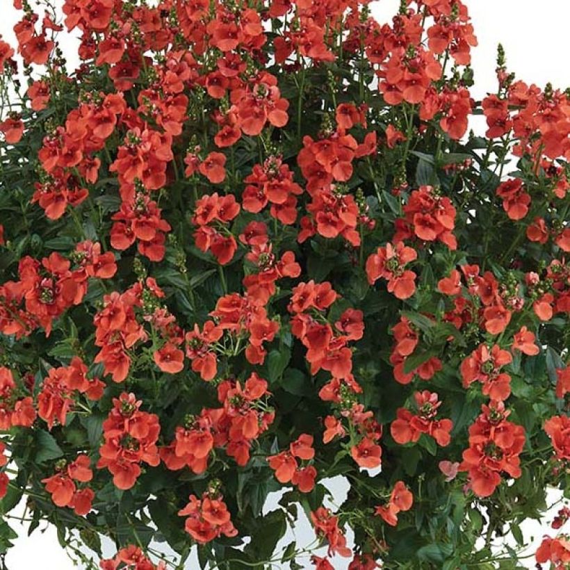 Diascia Trinity Sunset (Flowering)