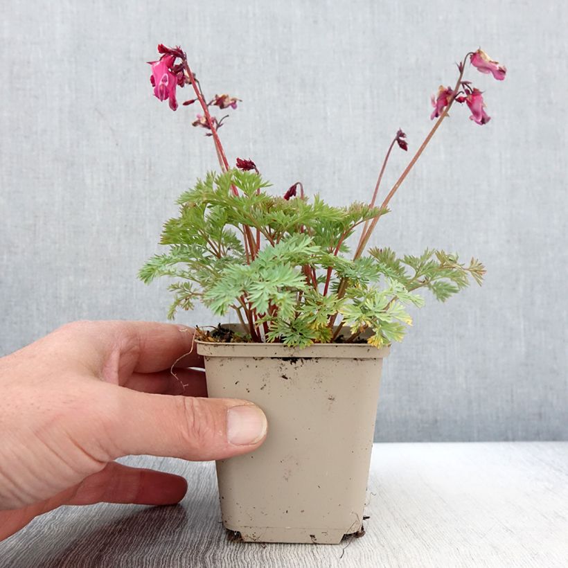 Dicentra hybrida Pink Diamonds sample as delivered in spring