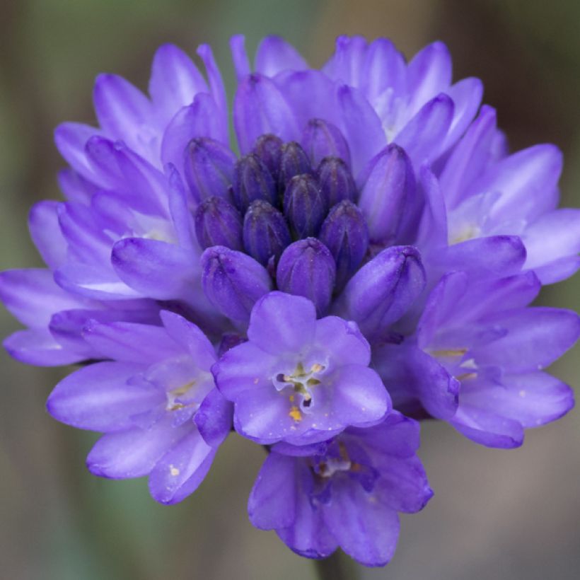 Dichelostemma congestum (Flowering)