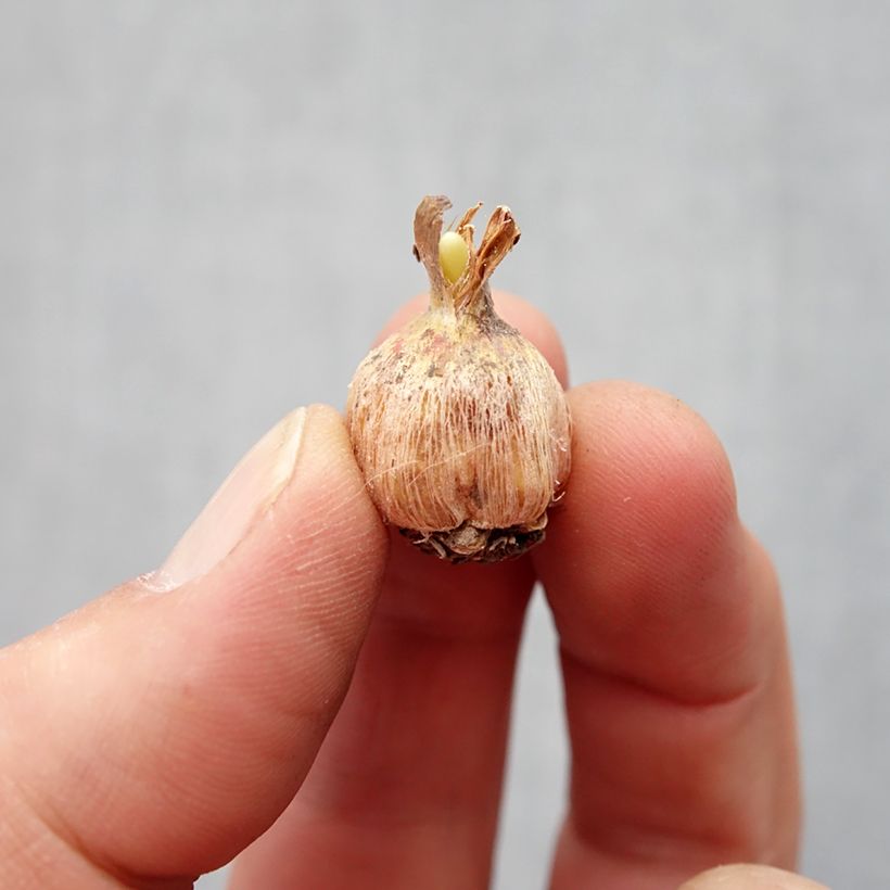Dichelostemma ida-maia x multiflorum Pink Diamond Bulb size 5+ sample as delivered in spring