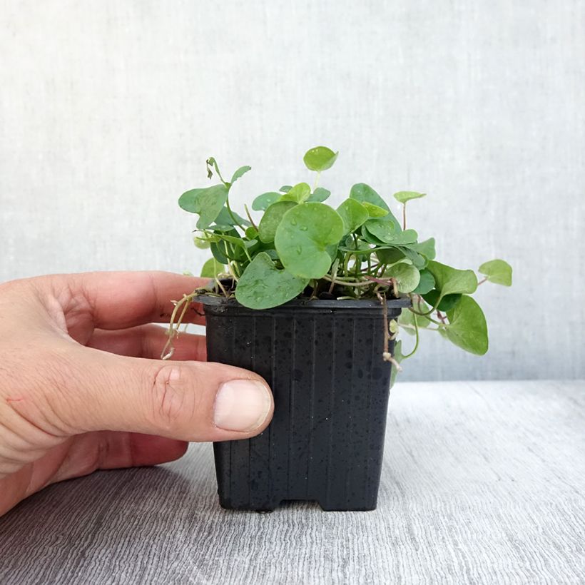 Dichondra repens 8/9 cm pot sample as delivered in autumn