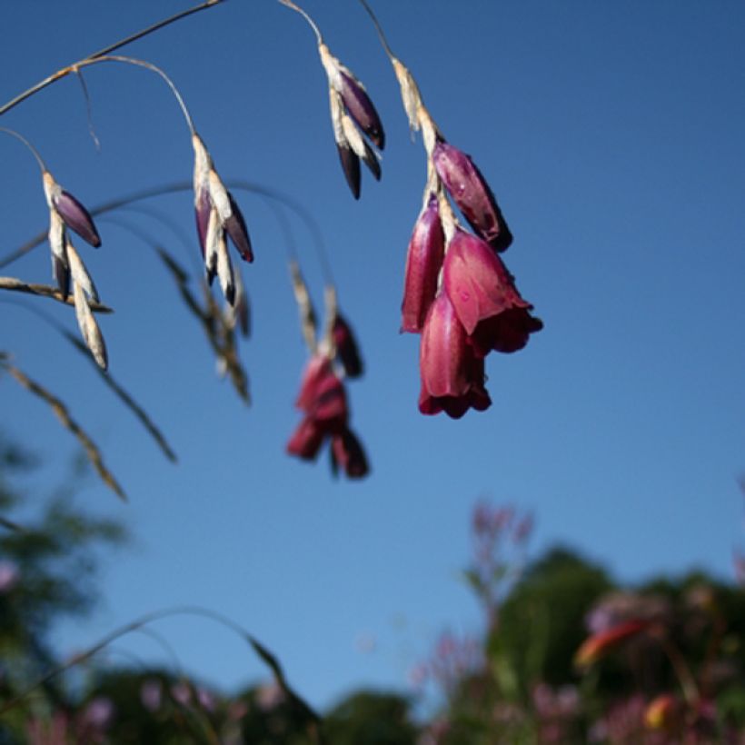 Dierama pendulum var. robustum Blackberry Bells (Flowering)