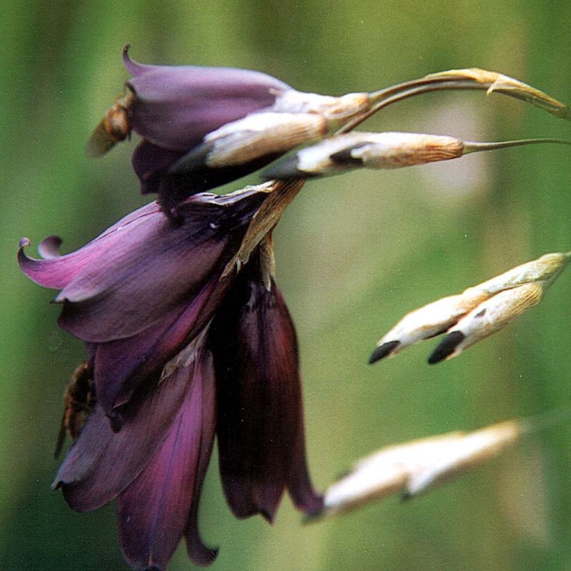 Dierama pulcherrimum Merlin (Flowering)