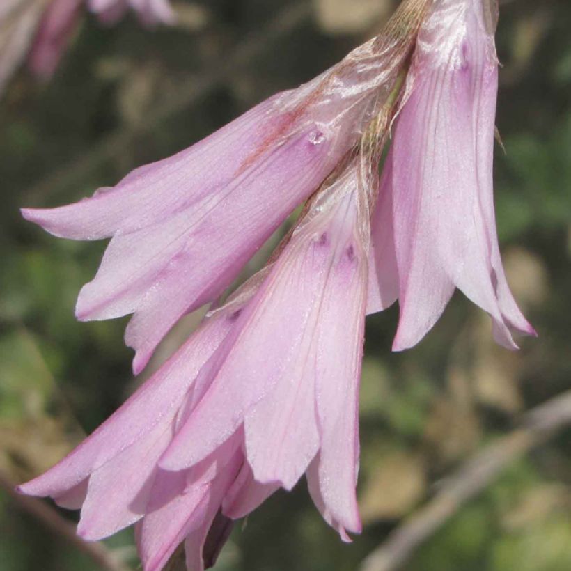 Dierama erectum Pink Rocket (Flowering)