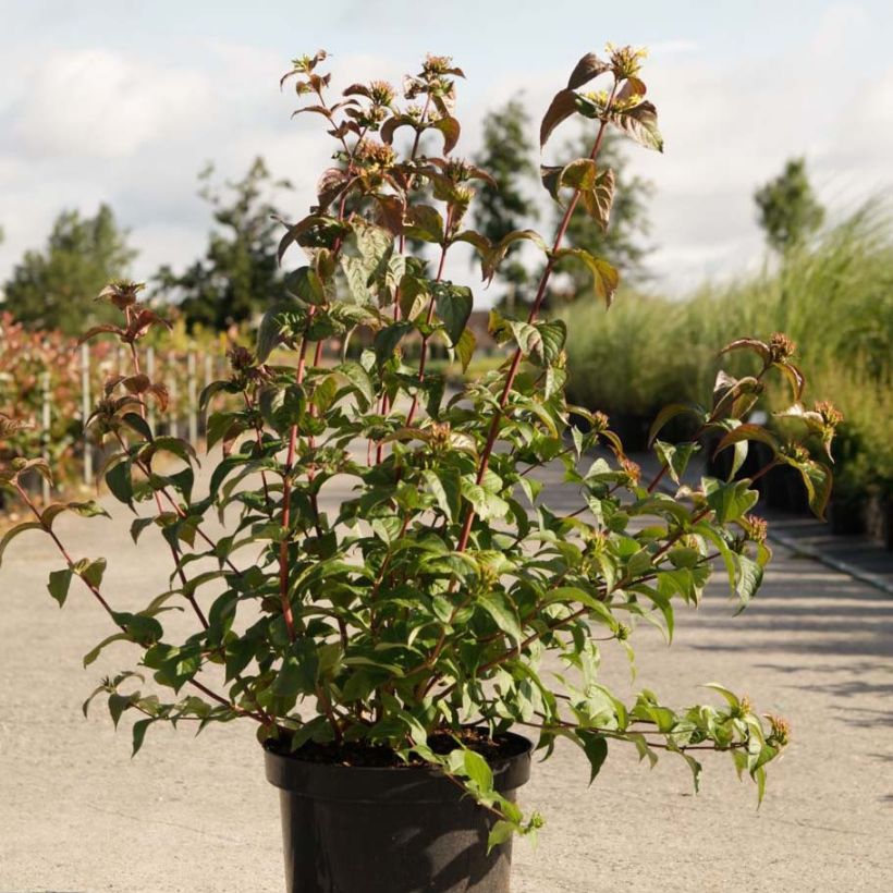 Diervilla splendens Kodiak Black (Foliage)