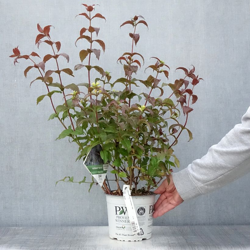 Diervilla splendens Kodiak Black 2L/3L pot sample as delivered in summer