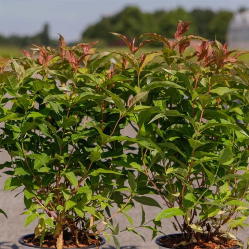 Diervilla splendens Kodiak Orange (Foliage)