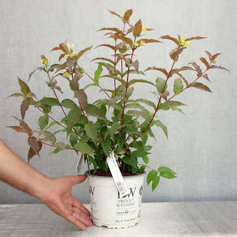 Diervilla splendens Kodiak Red 2L/3L pot sample as delivered in summer