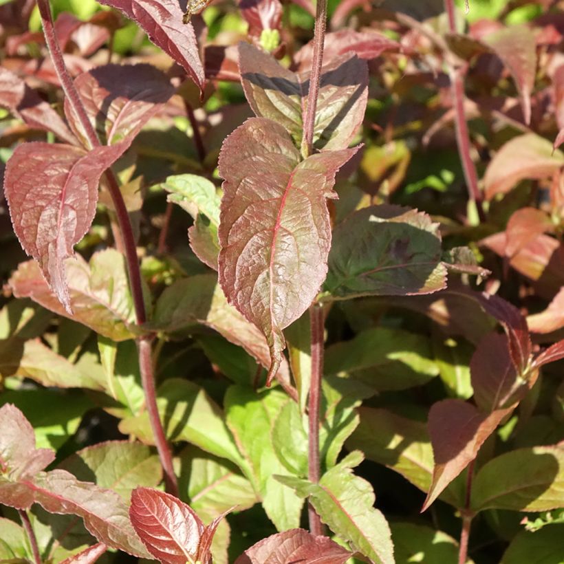Diervilla rivularis Troja Black (Foliage)
