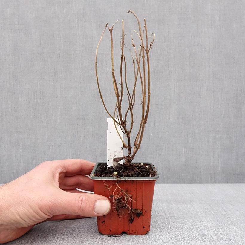 Diervilla rivularis Troja Black 8/9 cm pot sample as delivered in winter
