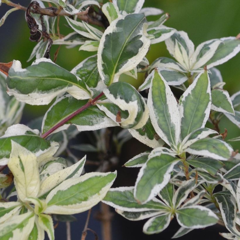 Diervilla sessilifolia Cool Splash (Foliage)