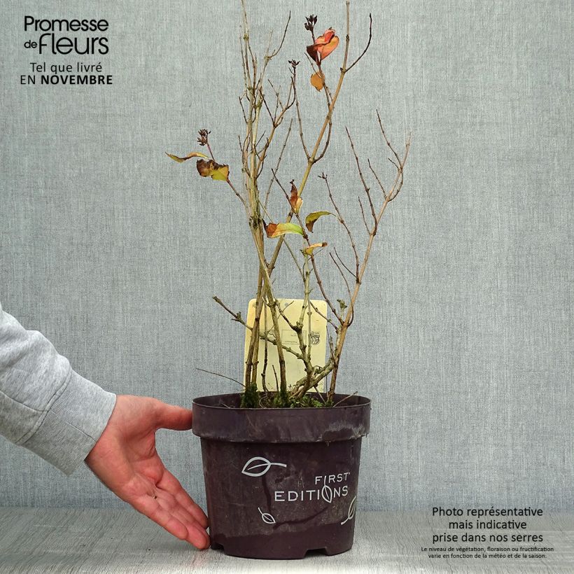 Diervilla sessilifolia Cool Splash 3L/4L pot sample as delivered in autumn