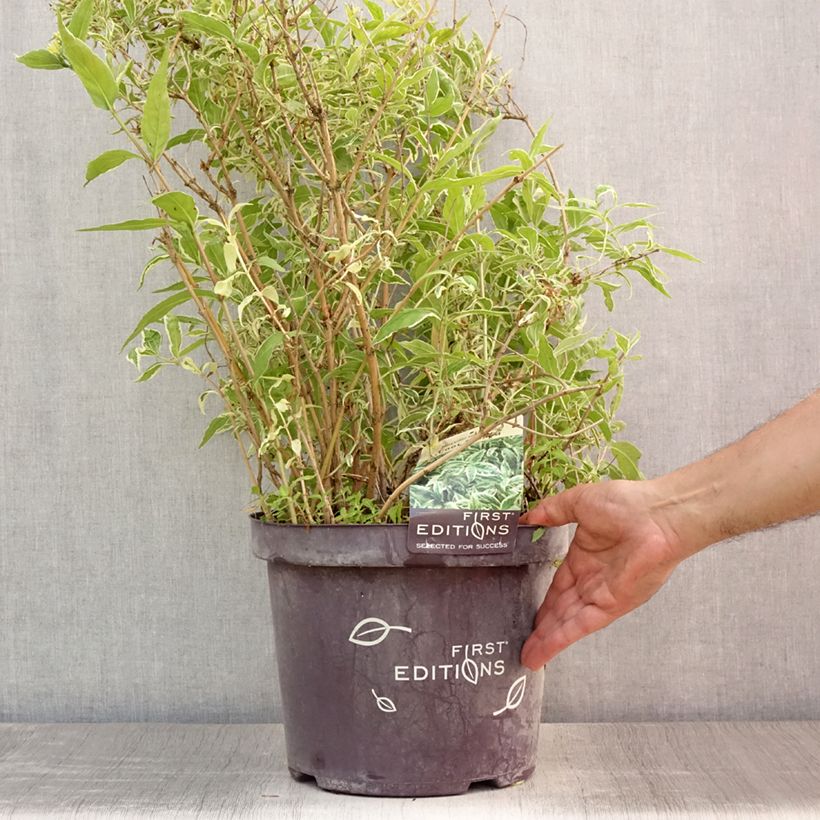 Diervilla sessilifolia Cool Splash 7.5L/10L pot sample as delivered in summer