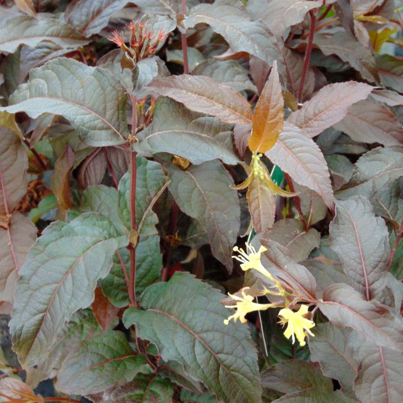 Diervilla splendens Diva (Foliage)