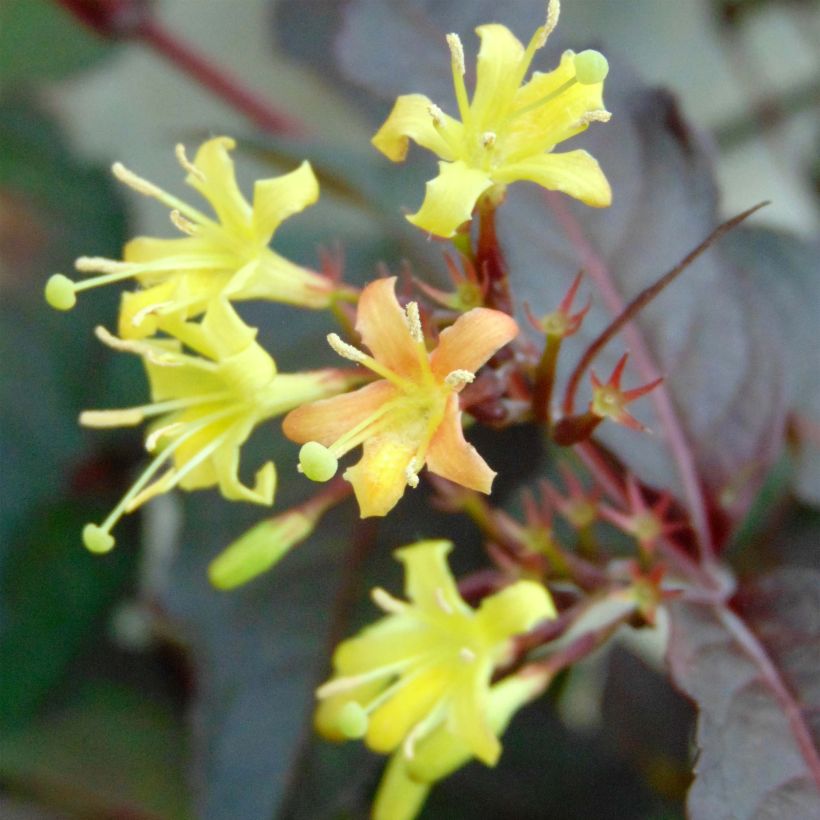 Diervilla splendens Diva (Flowering)