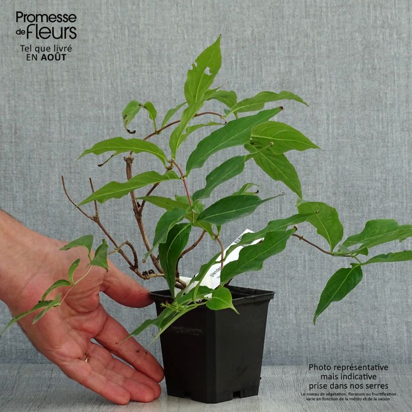 Diervilla splendens 8/9 cm pot sample as delivered in summer