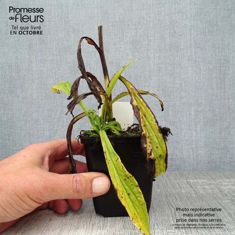 Digitalis grandiflora - Foxglove 8/9 cm pot sample as delivered in autumn