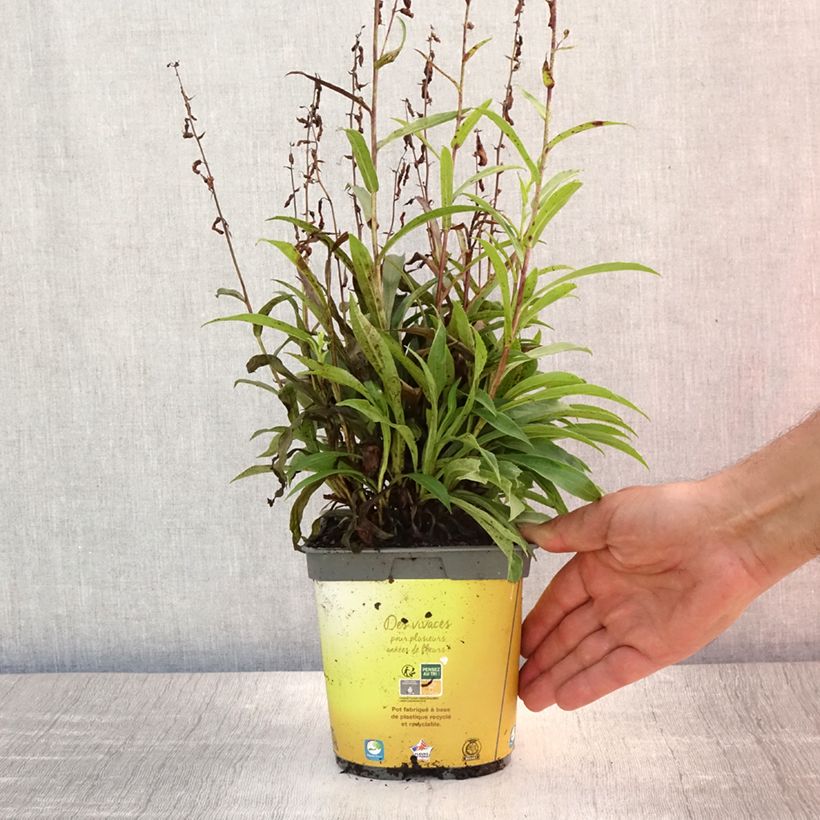 Digitalis Goldcrest - Foxglove 1.5L/2L pot sample as delivered in summer